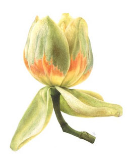 'Tulip Tree' by Sally Pond