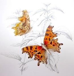 Buuterflies in Chelsea