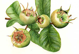 Medlar by Fiona Kane