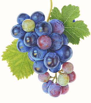 Grapes by Amicus member Carolyn Jenkins