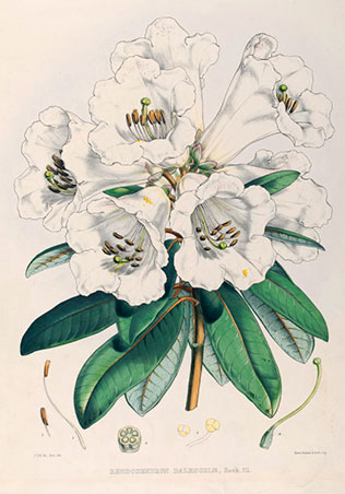 by Joseph Dalton Hooker
