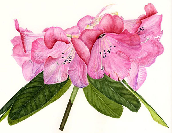 Rhododendron by Fiona Kane