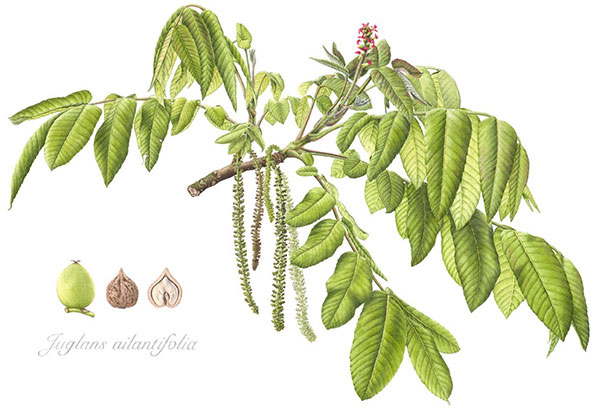 Juglans ailantifolia by Christine Battle