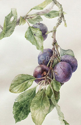 Prunus domestica 'Kirke's Blue’