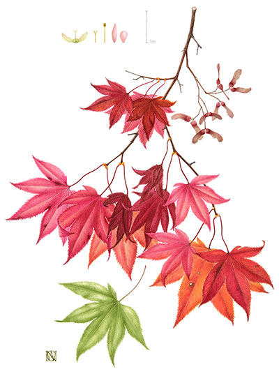 Acer by Gaye Willcox Norman