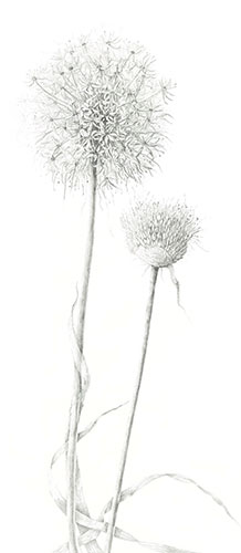 Allium giganteum