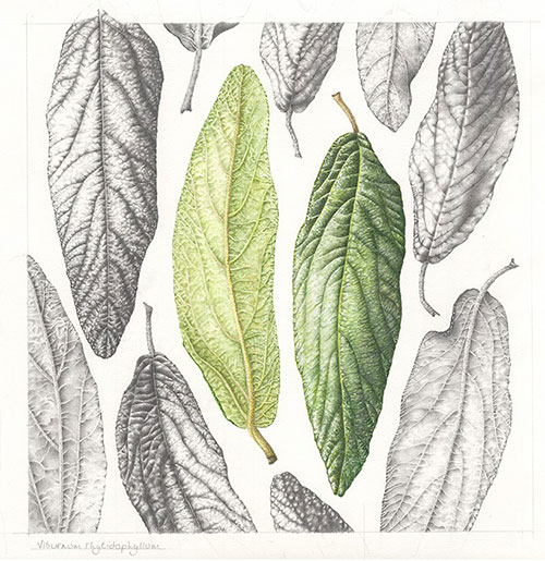 Viburum rhytidophyllum by Candida Groom