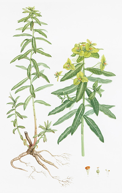 Euphorbia schillingii by Carol Hartley