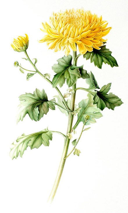 Chrysanthemum by Eun Joo Lee