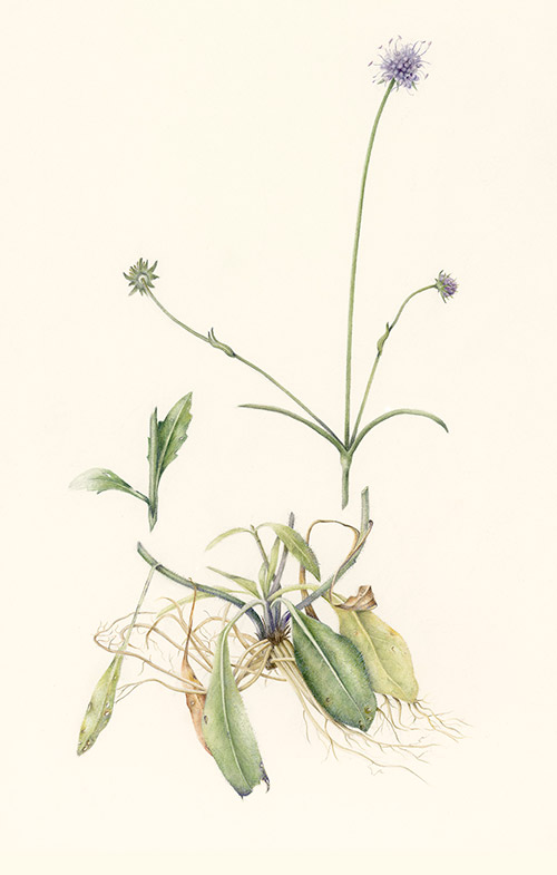 Devils Bit Scabious by Julie Spyropoulos
