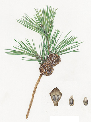 Botanical art by Emma van Klaveren
