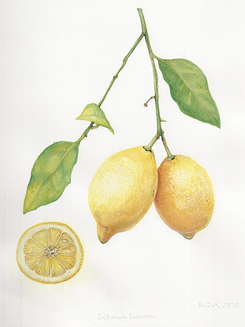 Botanical art by Emma van Klaveren