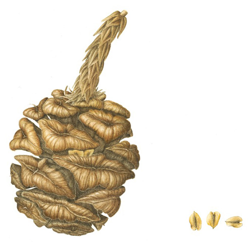 Sequoiadendron giganteum ‘Sequoia cone and seeds’ by Jeanne Debons