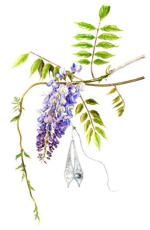 Wisteria chinensis by Julie Price