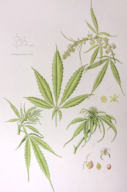 Cannabis sativa by Lydia Holden