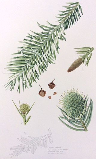 Wollemi pine (Wollemia nobilis) by Lydia Holden
