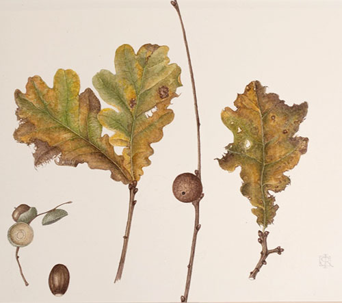 Mistletoe by Helen Allen