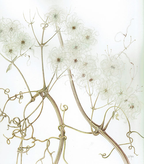 Old Mans Beard by Sally Pond