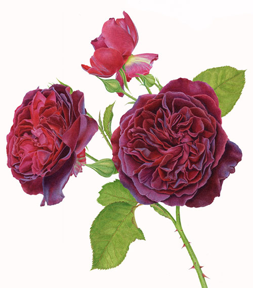 Rosa Munstead Wood by Carolyn Jenkins