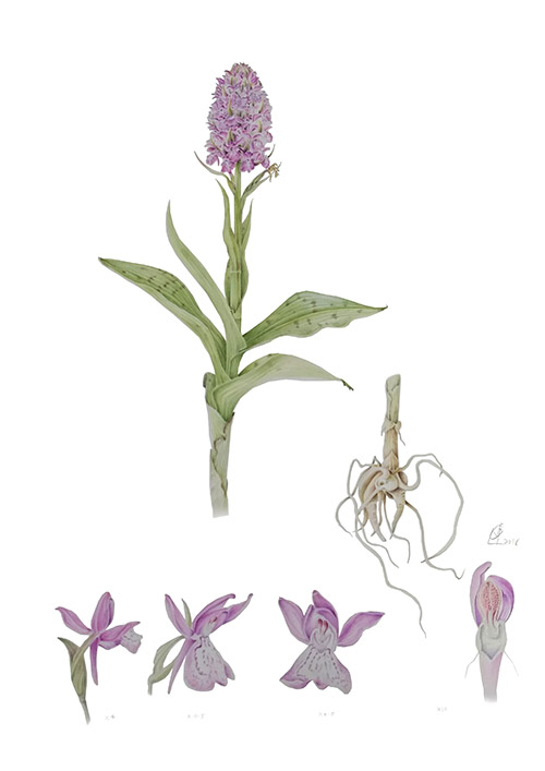 Dactylorhiza majalis ssp occidentalis (West Cork Orchid)