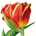 Rui Jiang